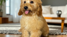 Harika Poodle puppy